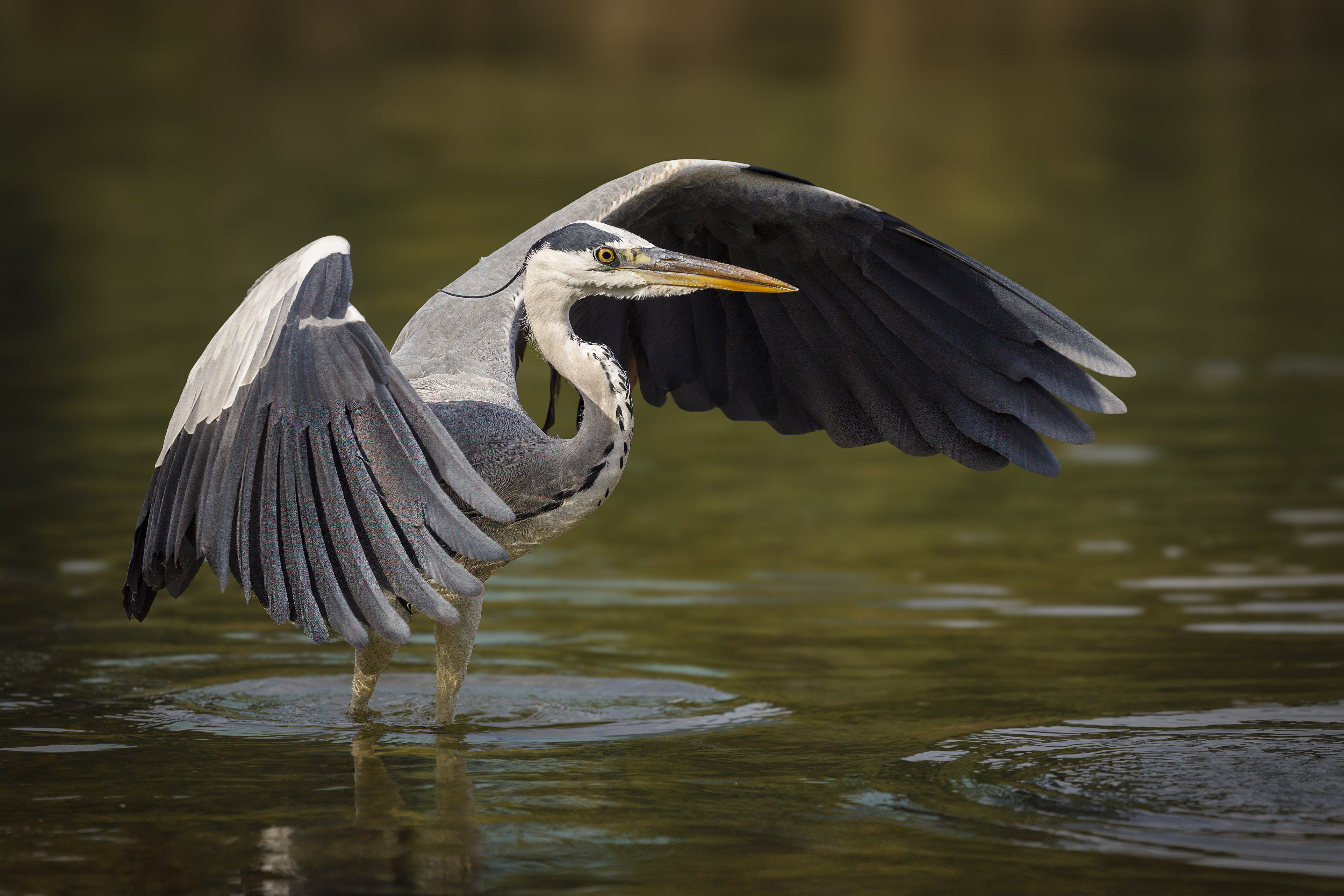 20201029-October 29, 2020-085306-085306-Edit.jpg